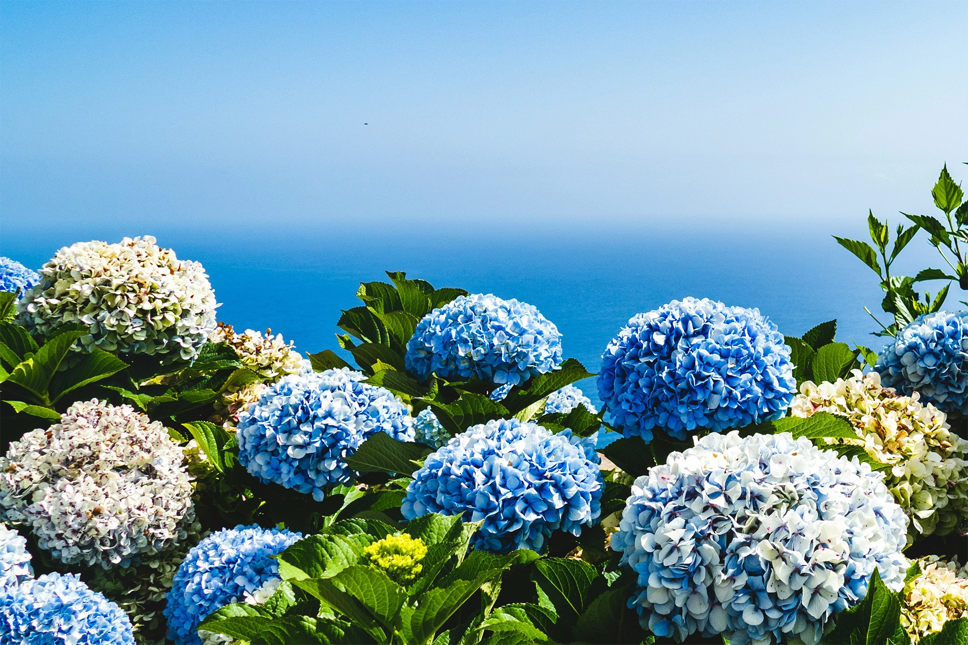 Blue flower petals background