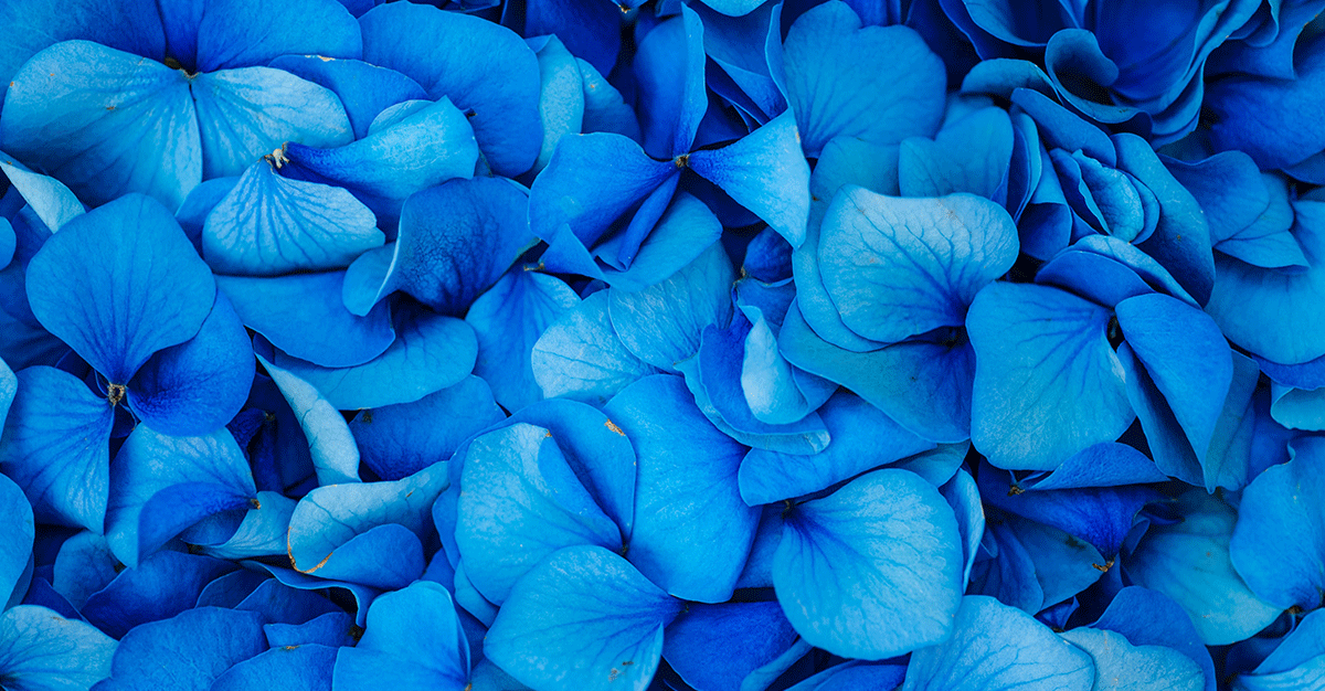 Blue flower petals background